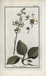 Pyrola okrouhlolistá (Pyrola rotundifolia). Litografie z knihy "Afbeelding der Artseny-Gewassen" od Johannese Zorna (1739-1799), Nizozemsko.