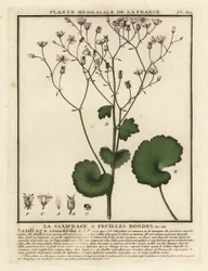 Lomikámen okrouhlolistý, Saxifraga rotundifolia.