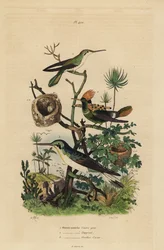 Kolibřík rezavoocasý, Amazilia tzacatl, kolibřík ozdobný, Lophornis ornatus, a víla černouchá, Heliothryx auritus