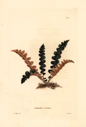 Kapradina rezavá, Ceterach officinarum (Grammitis ceterach). Ručně kolorovaná mědirytina od George Cookea podle George Loddigese z botanického kabinetu Conrada Loddigese, Hackney.