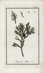 Jalovec sabinský (Juniperus sabina). Litografie z knihy "Afbeelding der Artseny-Gewassen" od Johannese Zorna (1739-1799), Nizozemsko.