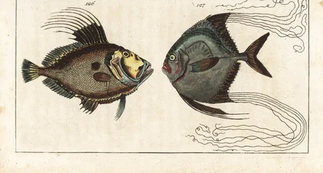 Svatý kámen (nebo mořská slepice, doree nebo zee) - ševcovská nit (nebo opeřený karangue) - John Dory, Zeus faber 126, a africký pompan, Alectis ciliaris 127. Ručně kolorovaná mědirytina z Encyklopedie přírodopisu Gottlieba Tobiase Wilhelma: Ryba,