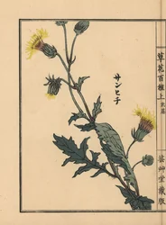 Sanhichisou neboli japonská purpurová mučenka, Gynura japonica. Ručně kolorovaný dřevoryt Kono Bairei z knihy Kusa Bana Hyakushu (Sto druhů květin), Tokio, Yamada.