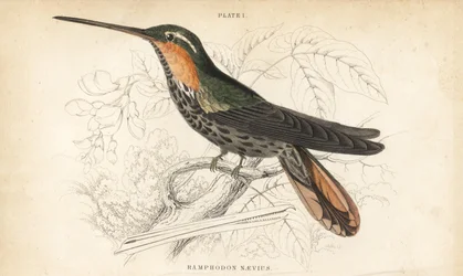 Kolibřík pilovitý, Ramphodon naevius (Kolibřík pilovitý). Ručně kolorovaná ocelorytina Williama Lizarse z Přírodovědné knihovny sira Williama Jardina: Lizars: Ornithology: Hummingbirds, Edinburgh, W.H. Lizars