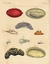 Mořští plži: Aeolidia papillosa 5, Scyllaea pelagica 6, Tritonia hombergii 7, Polycera quadrilineata 8 a Platydoris argo 9,10. Ručně kolorovaná mědirytina z knihy Friedricha Johanna Bertucha Bilderbuch fur