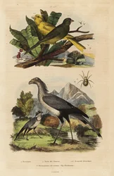 Sekretář, Sagittarius serpentarius, divocí a krotcí kanárci, Serinus canaria