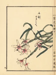 Sekkoku, Mohlovo dendrobium nebo japonská kamenná orchidej, Dendrobium moniliforme. Ručně kolorovaný dřevoryt Kono Baireiho z knihy Kusa Bana Hyakushu (Sto druhů květin), Tokio, Yamada.