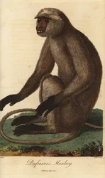Semnopitheque entelle - langur šedý nebo hanuman langur, Semnopithecus entellus (Dufresne