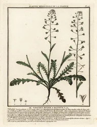 Pastýřská peněženka, Capsella bursa-pastoris.
