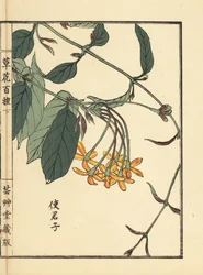 Shikunshi, zimolez čínský neboli zimolez rangoonský, Combretum indicum (Ručně kolorovaný dřevoryt Kono Bairei z knihy Kusa Bana Hyakushu (Sto druhů květin), Tokio: Yamada