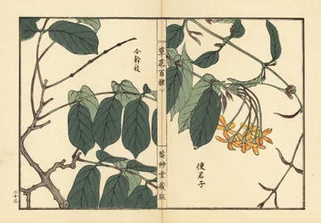 Shikunshi, zimolez čínský nebo zimolez rangoonský, Combretum indicum (Quisqualis indica) Ručně kolorovaný dřevoryt Kono Bairei z knihy Kusa Bana Hyakushu (Sto druhů květin), Tokio, Yamada