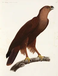 Shrill Eagle, Egypt
