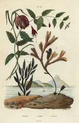 Hadí hlava fritillary, Fritillaria meleagris 1, kolibřík fuchsie, Fuchsia magellanica 2, zubatka, Fucus serratus 3 a Fucus siliqueux 4. Fritillaire, Fuchsie, Fucus