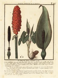 Hadí hlava, Arum maculatum.