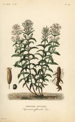 Mydlice nebo mydlice, Saponaria officinalis, Saponaire officinale