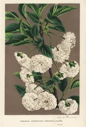 Višeň, Prunus cerasus (caproniana ranunculiflora). Ručně kolorovaná litografie z knihy Louise van Houtteho a Charlese Lemaira Květiny zahrad a skleníků Evropy, Flore des Serres et des Jardins de l