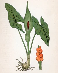 Gulet skvrnitý (Arum maculatum nebo Chandelle, Veal