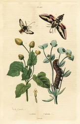 Jestřáb pryšec, Hyles euphorbiae a housenka 1, sršeň můra, Sesia apiformis 2 a rostlina bolení zubů, druh Spilanthes
