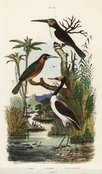 Čáp, Jabiru mycteria, leskovec rezavoocasý, Galbula ruficauda, a leskovec tříprstý, Jacamaralcyon tridactyla