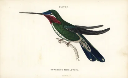 Hvězdář pruhovaný, Heliomaster squamosus (kolibřík bělopásý, Trochilus mesoleucus). Ručně kolorovaná ocelorytina Williama Lizarse z Přírodovědné knihovny sira Williama Jardina: Lizars: Ornithology: Hummingbirds Volume 2, Edinburgh, W.H. Lizars
