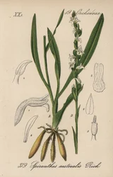 Spiranth letní - Spiranthes aestivalis - letní ladoňka. Ručně kolorovaná litografie z knihy Diedericha von Schlechtendala Německá flóra (Flora von Deutschland), Jena.