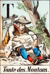 T Tonte des moutons - "Abeceda statku" konec 19. století (rytina)