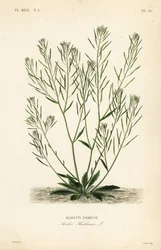 Řeřicha Thale, řeřicha klasnatá nebo arabidopsis, Arabidopsis thaliana, Arabis thaliana, Arabette rameuse