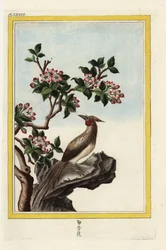 Čínská jabloň. Čínská jabloň, Malus prunifolia. Ručně kolorovaný lept od Pierra Josepha Buchoze "Vzácná a osvětlená sbírka nejkrásnějších a nejpodivuhodnějších květin, pěstovaných jak v zahradách Číny, tak v zahradách Evropy, Paříž".