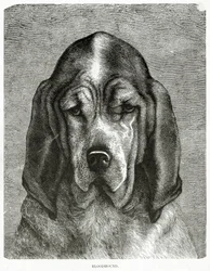 Krvavý pes. 1902 (litho)