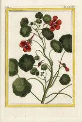 Kapucín. Nasturtium zahradní, Tropaeolum majus. Ručně kolorovaný lept od Pierra Josepha Buchoze "Vzácná a osvětlená sbírka nejkrásnějších a nejpodivuhodnějších květin, pěstovaných jak v zahradách Číny, tak v zahradách Evropy, Paříž".