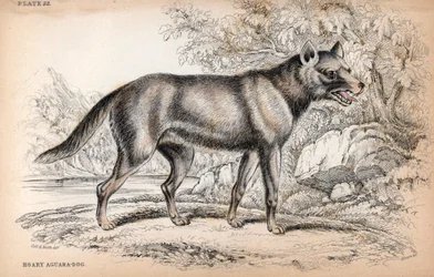 Liška čenu neboli liška brazilská, Lycalopex vetulus - litografie plukovníka Charlese Hamiltona Smithe k ilustraci Naturalist