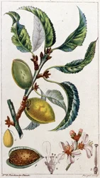Mandlovník, asi 1801-1850 (rytina)