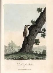 Lesní horolezec. Barevná mědirytina George Gravese v British Ornithology.