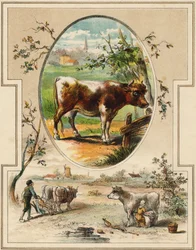 Kráva. Rytina v "Mon Premier Grand Alphabet". Bernardin-Bechet Edition, Paříž, kolem roku 1890. Ilustrace A. des Lilleuls. Žádná stránka, 46 stran. Rozměr: 31 x 22 cm.