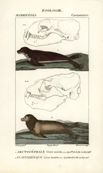 Medvěd mořský neboli tuleň severní (arctocephale) a lev mořský neboli lachtan (platyrhynque) - Eau forte od Jeana Gabriela Pretreho (1780-1845), vyryl Carnonkel, pro slovník přírodních věd: savci od Frederica Cuviera, vydal Pierre Jean Fr.