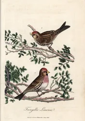 Sizerin nebo malý linotte. Barevná mědirytina George Gravese v British Ornithology.