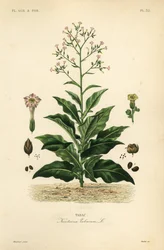 Rostlina tabáku, Nicotiana tabacum, Tabac