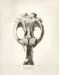 Jeřáb Toxodon, prehistorické zvíře, které nalezl Charles Darwin poblíž Montevidea v Uruguayi během své výzkumné cesty na palubě lodi Beagle. Zoologie cesty H.M.S. Beagle pod velením kapitána Fitzroye v letech 1832 až 1836 upravil a vydal prof.