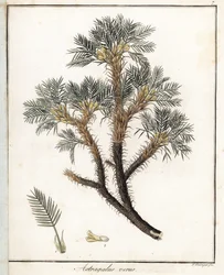 Astragalus pravý - litografie F. Guimpela, z lékařské botaniky Friedricha Gottloba Haynese (1763-1832), Berlín