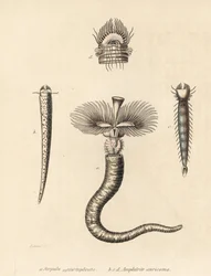 hlístice Serpula vermicularis (Serpula contortuplicata) a hlístice Amphictene auricoma (Amphitrite auricoma). Gebhartova ručně kolorovaná litografie podle Zehnerovy ilustrace z Přírodovědné galerie Georga Friedricha Treitschkeho, Naturhistoris.