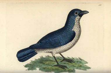 Boubou Turatiho, Laniarius turatii (ťuhýk modrý, Lanius bicolor). Ilustrace nakreslil a vyryl Richard Polydore Nodder. Ručně kolorovaná mědirytina z knihy George Shawa a Fredericka Noddera The Naturalist