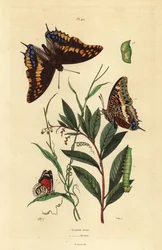 Dvouocasý paša neboli liščí císař, Charaxes jasius, s kuklou a housenkou 1, a Cramerův osmaosmdesátkový motýl, Diaethria clymena 2