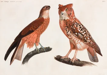 Dvě barevné ilustrace ptáků