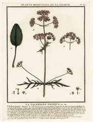 Valerian, Valeriana dioica.