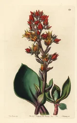 Odrůda Echeveria (sukulentní rostlina Ameriky) - Echeveria ostrolistá, Echeveria acutifolia. Ručně kolorovaná mědirytina od George Barclaye podle ilustrace slečny Sarah Drake z Edwardsova botanického rejstříku, vydaného Johnem Lindleyem, Londo