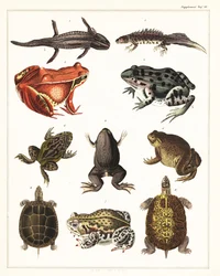 Odrůdy obojživelníků, žab a želv.,1841 (litografie)