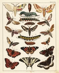 Odrůdy motýlů, můr atd., 1841 (litografie)