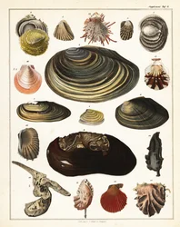 Odrůdy lastur, měkkýšů., 1841 (litografie)