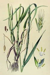 Jedovatá rostlina (toxická): opojná pleva (Lolium temulentum)