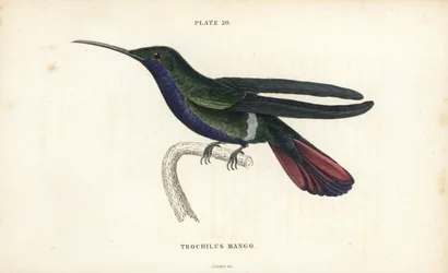 Veraguan mango, Anthracothorax veraguensis (Kolibřík mangový, Trochilus mango). Ručně kolorovaná ocelorytina od Williama Lizarse z Naturalist